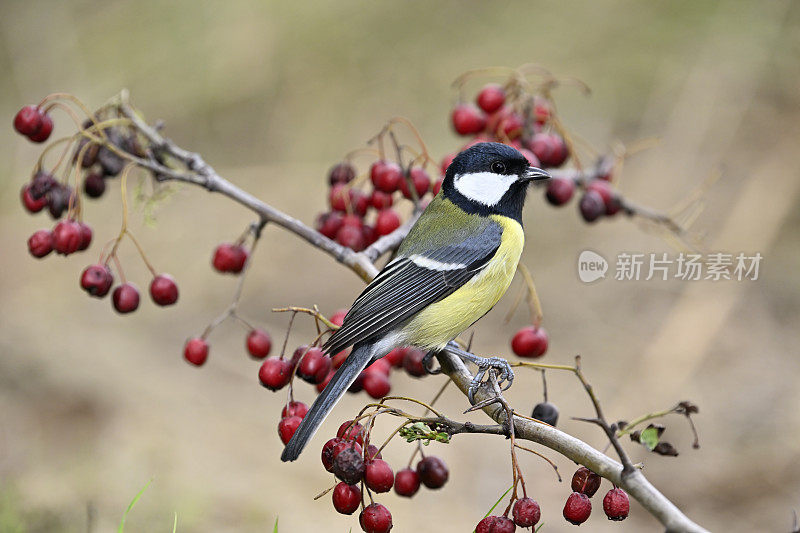 秋天的山雀(Parus major)